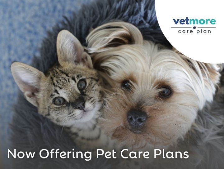 Meet VetMore Care Plans: Your Pet's Care Made Affordable
